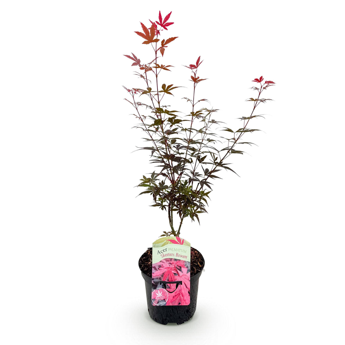 Green boutiQ - Terrasplant - Japanse Esdoorn - Acer palmatum Skeetsers Broom - Paars - 1 Plant - Bladverliezend - Pot 19cm Hoogte 70cm