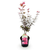Green boutiQ - Terrasplant - Japanse Esdoorn - Acer palmatum Skeetsers Broom - Paars - 1 Plant - Bladverliezend - Pot 19cm Hoogte 70cm