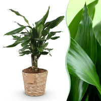 Green BoutiQ - Green is... Kamerplanten - Dracaena fragrans Steudneri - Drakenbloedboom - Weinig onderhoud - met mand - Groen - 1 Plant - Pot 17cm - Hoogte 50-55cm