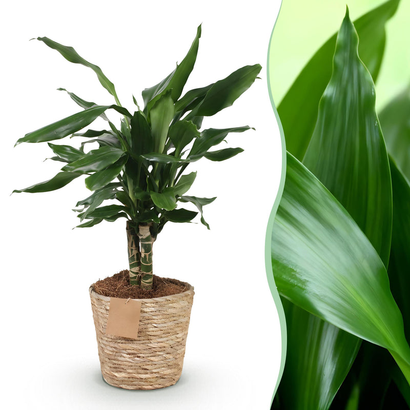 Green BoutiQ - Green is... Kamerplanten - Dracaena fragrans Steudneri - Drakenbloedboom - Weinig onderhoud - met mand - Groen - 1 Plant - Pot 17cm - Hoogte 50-55cm