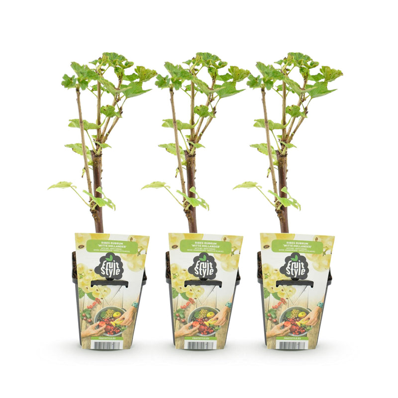 Green boutiQ - Fruitplanten - Wiite Bes - Ribes rubrum Witte Hollander - Winterhard - 3 Planten - Pot 9 cm - Witte Bes