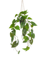 Kunstpflanze - Philodendron scandens - Kletternder Baumfreund - 80 cm