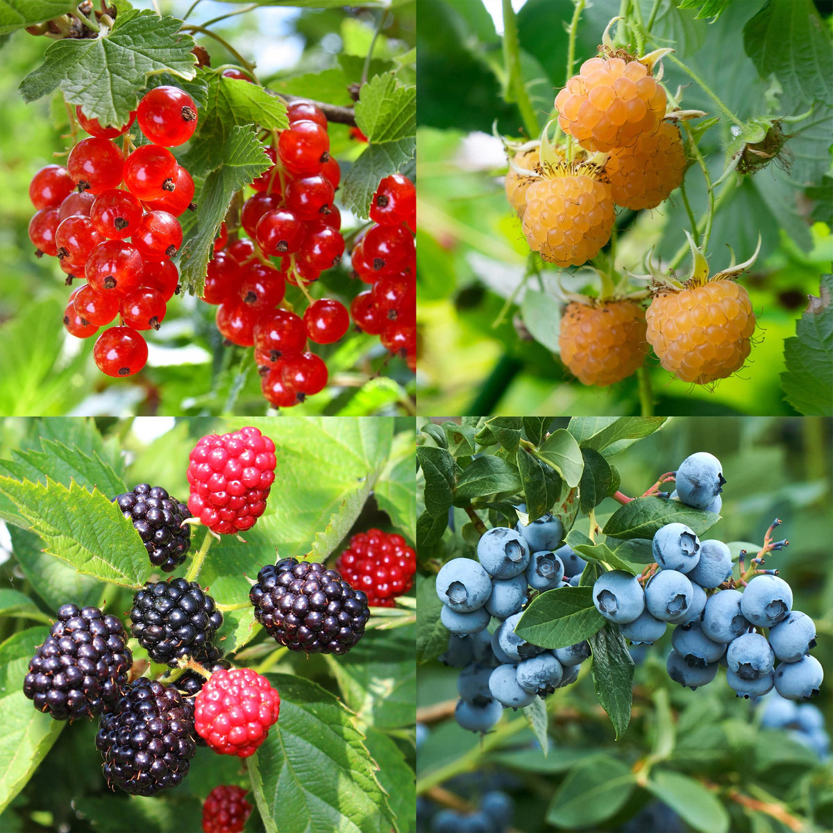 Green boutiQ - Fruit planten mix - Rode Bes, Gele Framboos, Zwarte Braam, Blauwe bes - 4 planten - Pot 11cm Hoogte 40cm