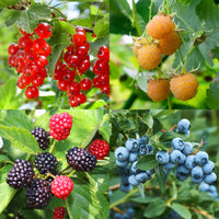 Green boutiQ - Fruit planten mix - Rode Bes, Gele Framboos, Zwarte Braam, Blauwe bes - 4 planten - Pot 11cm Hoogte 40cm