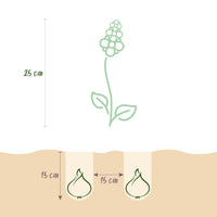 Green boutiQ - Bloembollen - Hyacinth mix - Diversen Kleuren - 10 stuks - Bolmaat 14/15 - XXL Pack