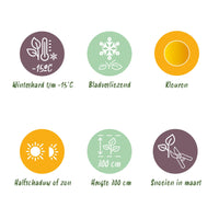 Green boutiQ - Terrasplant - Japanse Esdoorn - Acer palmatum Summergold - Geel - 1 Plant - Bladverliezend - Pot 19cm Hoogte 70cm