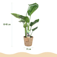 Green BoutiQ - Green is... Kamerplanten - Stelitzia Nicolai - Paradijsvogelbloem - Weinig onderhoud - met mand - Groen - 2 Planten - Pot 17cm - Hoogte 70-90cm