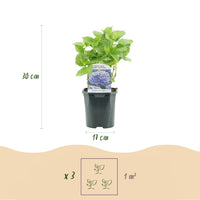 Green boutiQ - Hortensia - Hydrangea macrophylla Blue - Bloem Blauw - 1 Plant - Bladverliezend - Weinig Onderhoud - Pot 17cm Hoogte 30cm