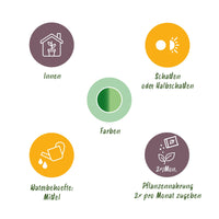 Green BoutiQ - Green is... Kamerplanten - Diefenbachia Tropic Snow - Dieffenbachia - Weinig onderhoud - met mand - Groen - 1 Plant - Pot 21cm - Hoogte 90-100cm