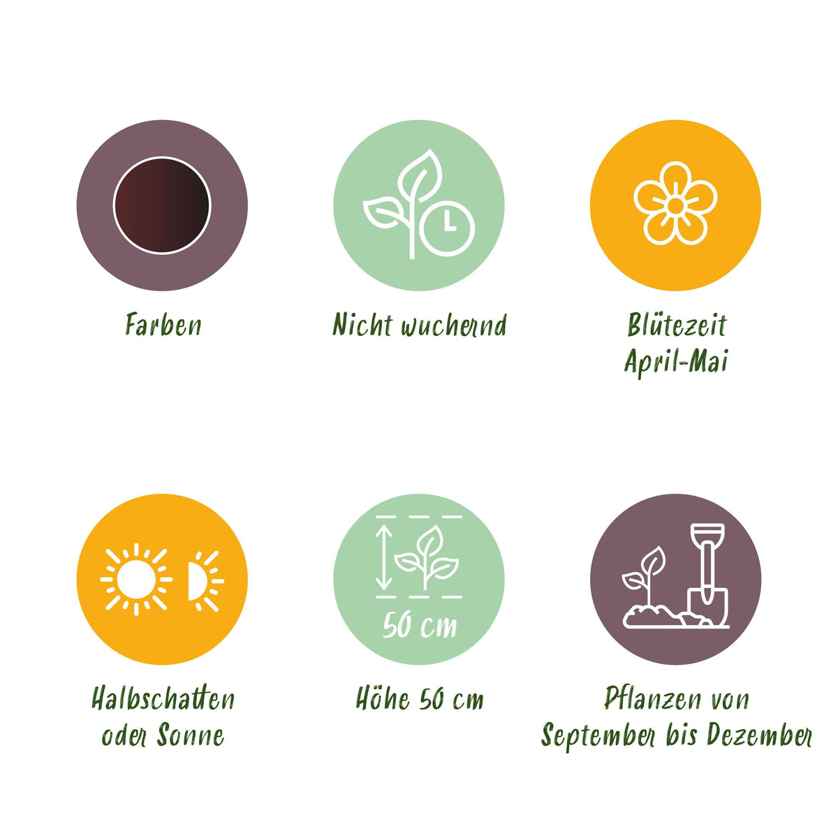 Green boutiQ - Bloembollen - Tulp Triumph Black - Kleur Donker Paars - 15 stuks - Bolmaat 11/12 - XXL Pack
