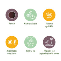 Green boutiQ - Bloembollen - Tulp Triumph Black - Kleur Donker Paars - 15 stuks - Bolmaat 11/12 - XXL Pack