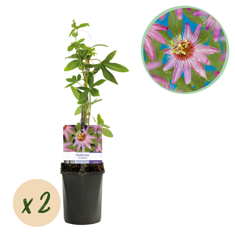 Green boutiQ - Passiebloem - Passiflora Anastasia  - Bloem Roze - Weinig onderhoud - 2 planten - Pot 11cm Hoogte 40cm