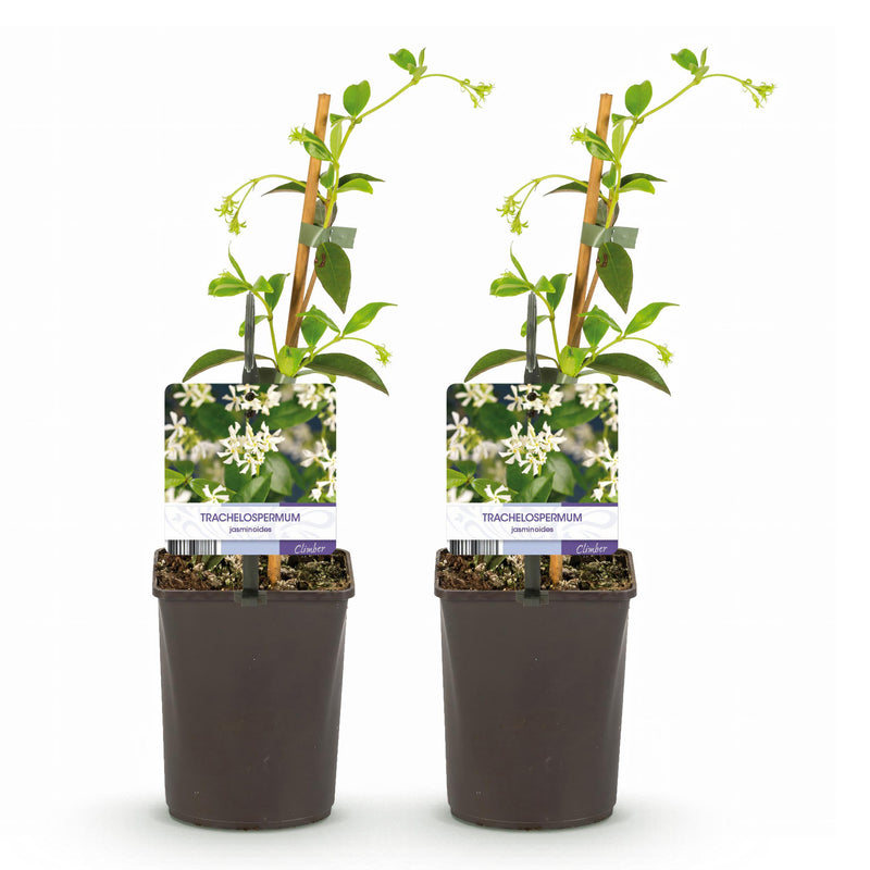 Green boutiQ - Toscaanse jasmijn - Trachelospermum jasminoides - Bloem Wit - Groenblijvend  - 2 planten - Pot 11cm Hoogte 40cm
