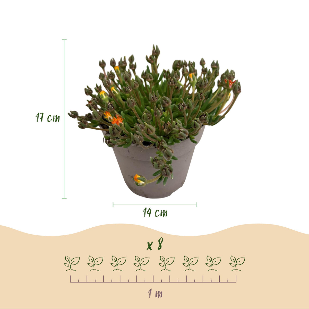 Green boutiQ - Bodembedekker - Winterhard - Delosperma Jewel of Dessert - 8 Planten - Kleuren Rood - Oranje - Paars - Roze - Weinig Onderhoud - Pot 14 Hoogte 17