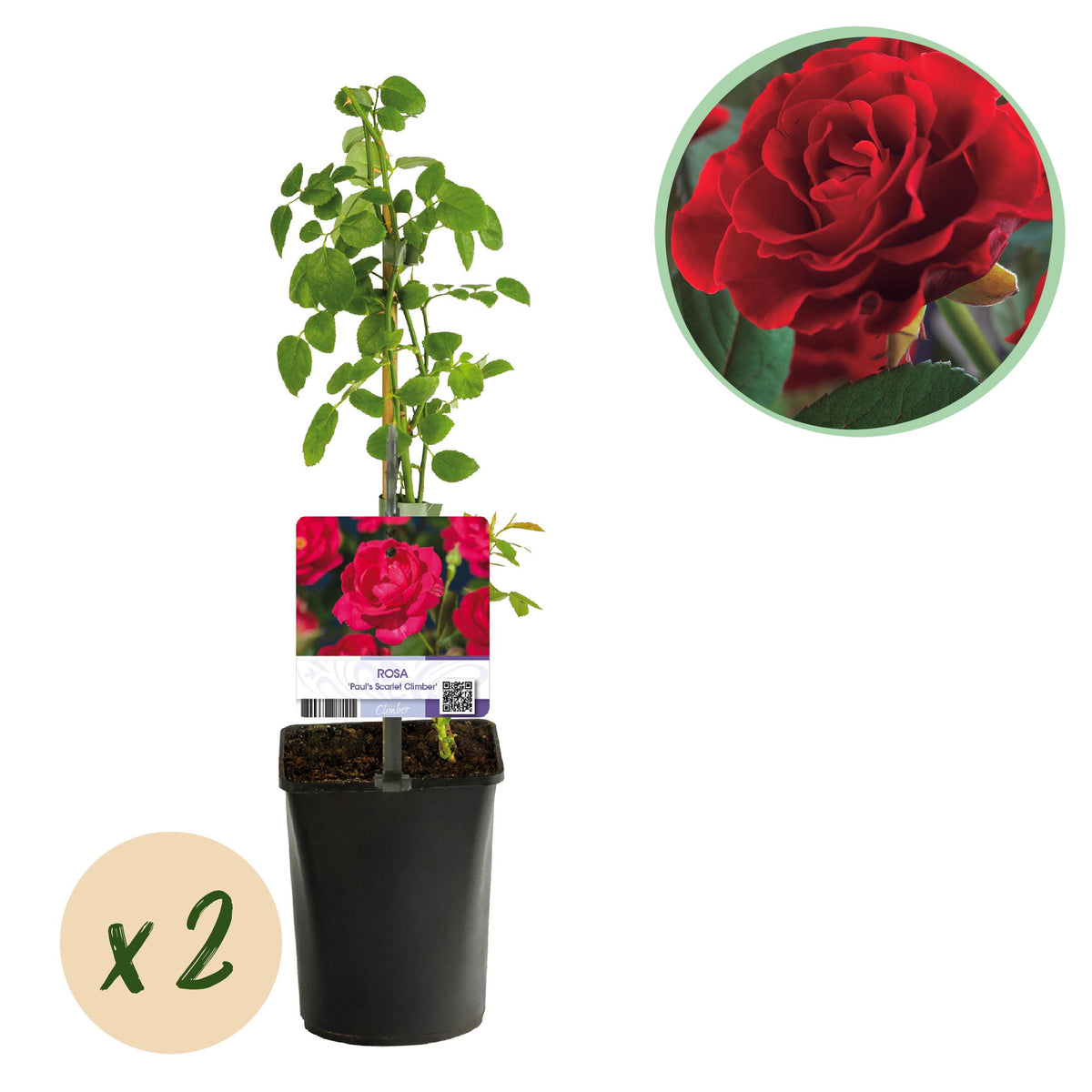 Green boutiQ - Klimroos - Rosa Paul Scarlet Climber - Bloem Rood - Weinig onderhoud - 2 planten - Pot 11cm Hoogte 40cm