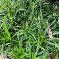 Green boutiQ - Siergrassen -  Carex morrowii Irish Green - Groen & Geel - 2 Planten - Bladhoudend - Weinig Onderhoud - Pot 17cm Hoogte 50cm