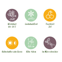 Green boutiQ - Fruitplant - Honingbes - Lonicera caerulea Kamchatika - Blauwe Bes - 2 planten - Pot 15cm Hoogte 50cm