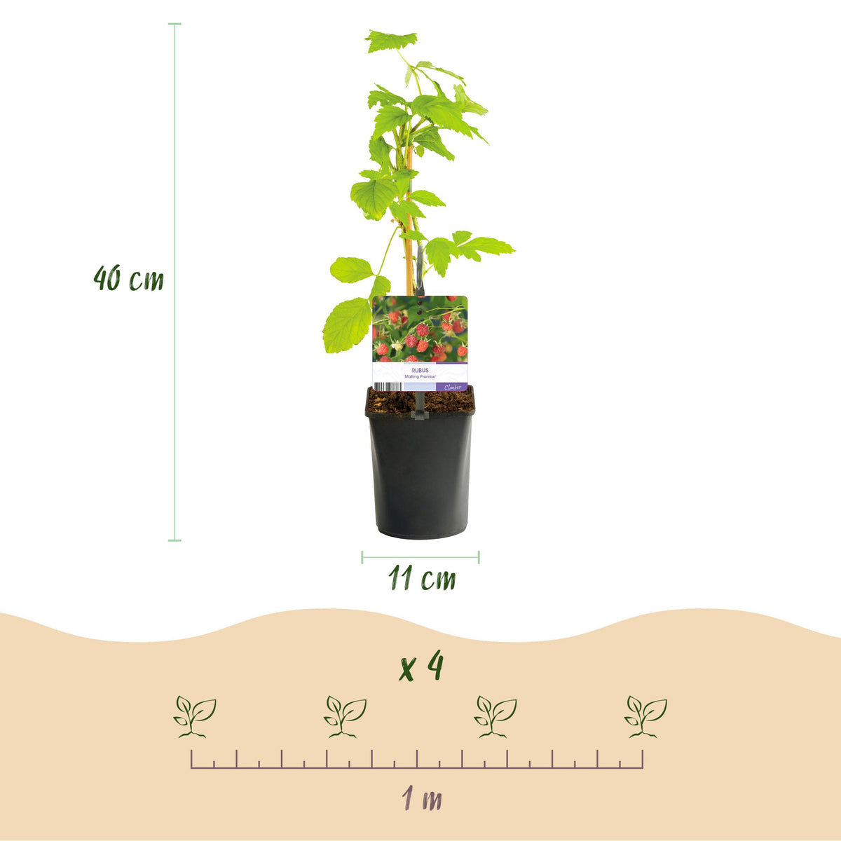 Green boutiQ - Fruitplant - Framboos - Rubus Mailing Promise  - Rode Framboos - 2 planten -  Pot 11cm Hoogte 40cm