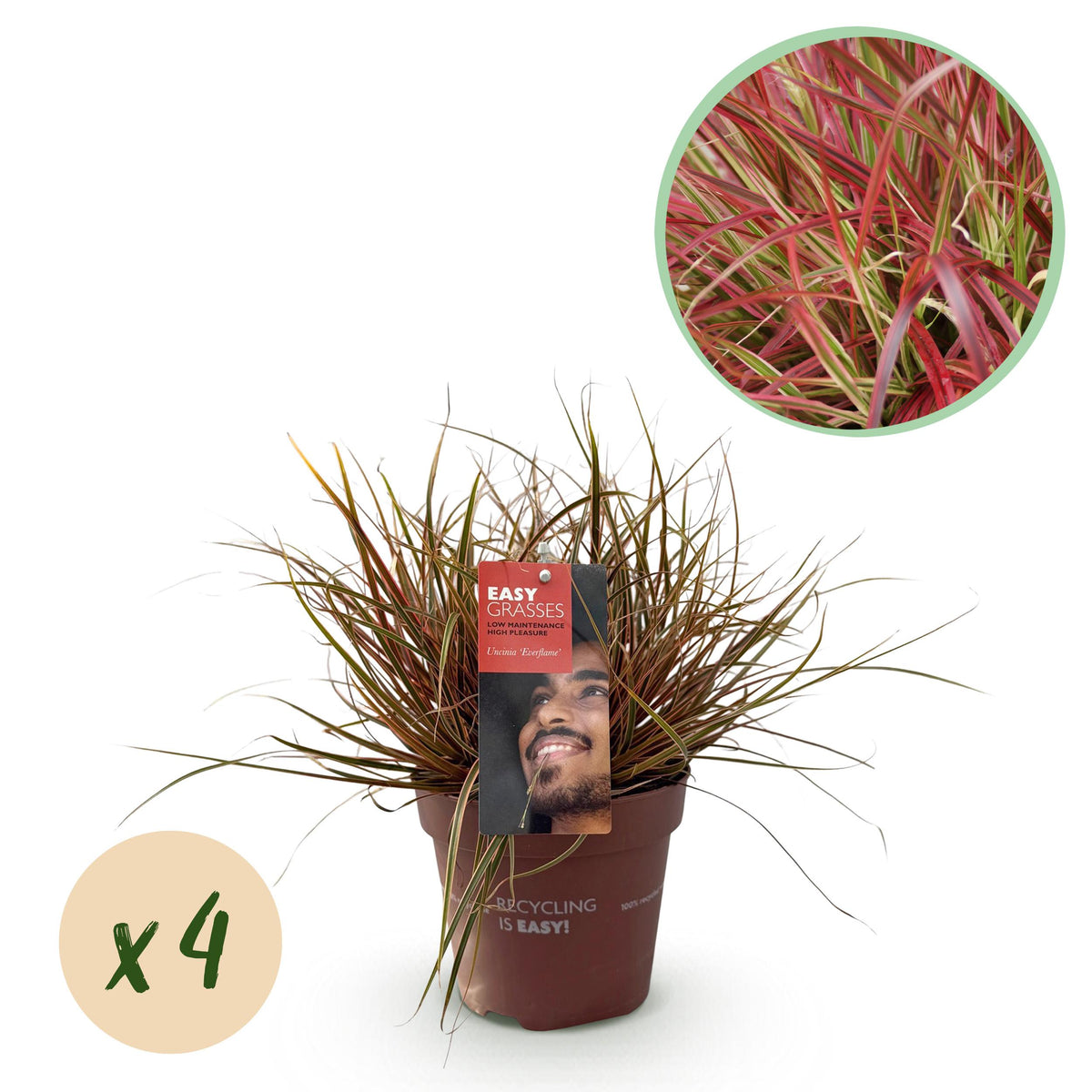 Green boutiQ - Siergrassen - Uncinia rubra Everflame  - Rood - 4 Planten - Bladhoudend - Weinig Onderhoud - Pot 17cm Hoogte 50cm