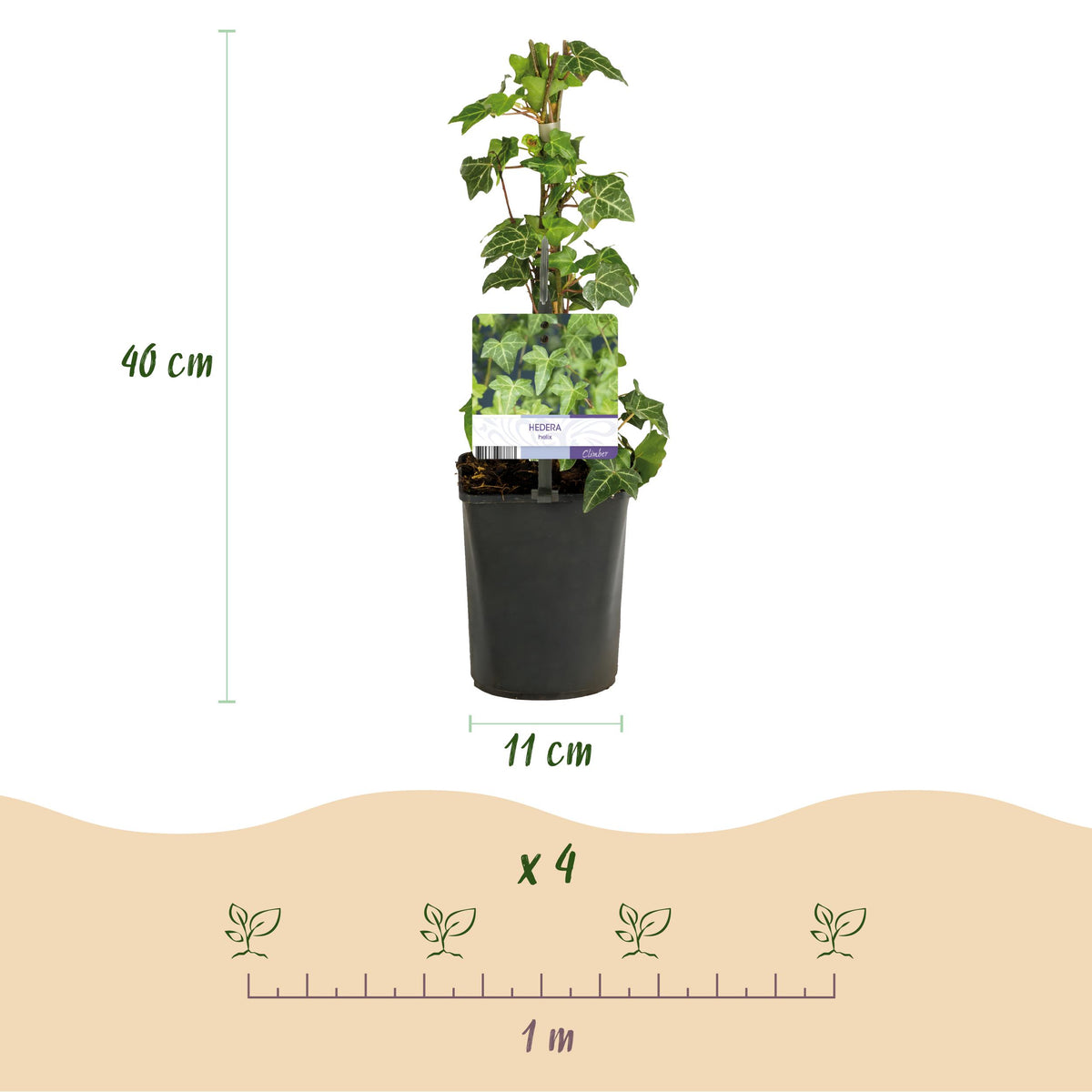 Green boutiQ - Klimplant - Hedera helix - Blad groen - Groenblijvend - 2 planten - Pot 11cm Hoogte 40cm