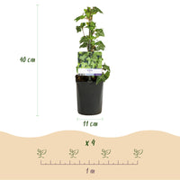 Green boutiQ - Klimplant - Hedera helix - Blad groen - Groenblijvend - 2 planten - Pot 11cm Hoogte 40cm