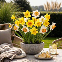 Green boutiQ - Bloembollen - Narcis Large Cupped mix - Kleur Geel en Wit - 15 stuks - Bolmaat 12/14 - XXL Pack