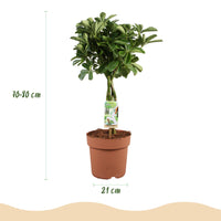 Green BoutiQ - Green is... Kamerplanten - Schefflera Nora - Vingerboom - Weinig onderhoud - Groen - 1 Plant - Pot 21cm - Hoogte 70-82cm