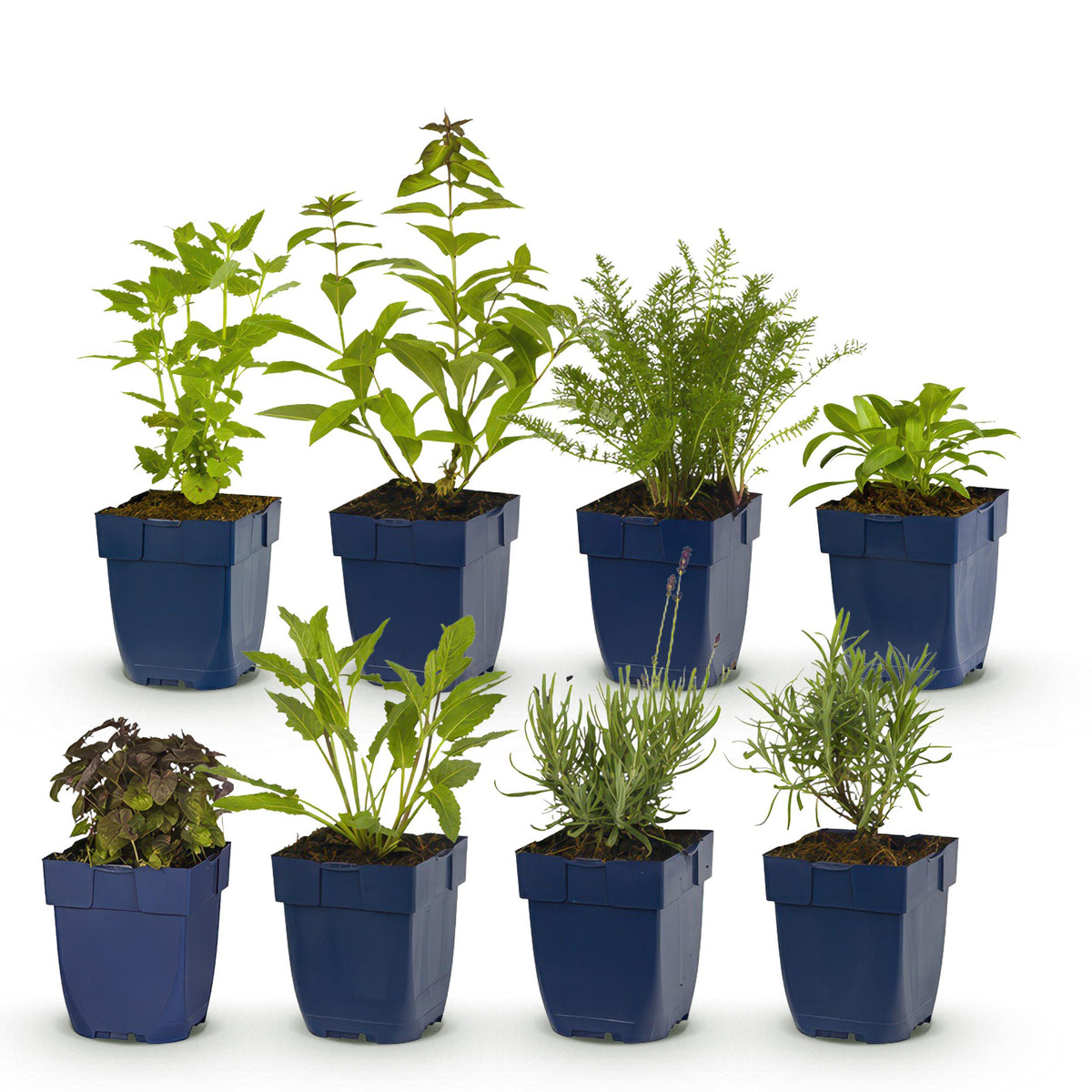 Green boutiQ - Borderpakket - Geurend - 8 Vaste planten - 1 m2 - Diversen kleuren - Weinig Onderhoud - Pot 11cm