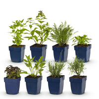 Green boutiQ - Borderpakket - Geurend - 8 Vaste planten - 1 m2 - Diversen kleuren - Weinig Onderhoud - Pot 11cm