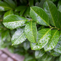 Green boutiQ - Plant op Stam - Prunus lauroverasus Etna® - Terras Plant - Bladhoudend - Winterhard - Groen Blad - Pot 19cm Hoogte 90cm