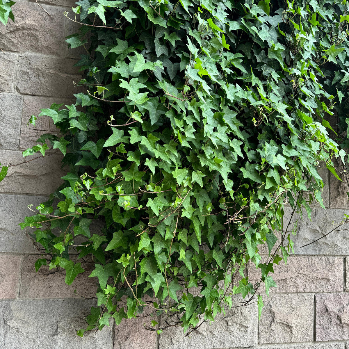 Green boutiQ - Klimplant - Hedera helix - Blad groen - Groenblijvend - 2 planten - Pot 11cm Hoogte 40cm