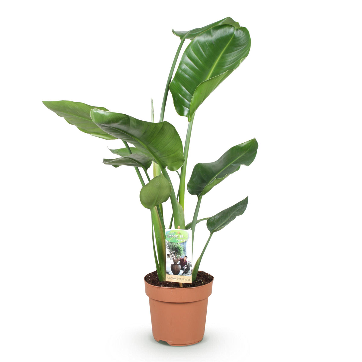 Green BoutiQ - Green is... Kamerplanten - Stelitzia Nicolai - Paradijsvogelbloem - Weinig onderhoud - Groen - 1 Plant - Pot 17cm - Hoogte 70-90cm