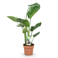 Green BoutiQ - Green is... Kamerplanten - Stelitzia Nicolai - Paradijsvogelbloem - Weinig onderhoud - Groen - 1 Plant - Pot 17cm - Hoogte 70-90cm