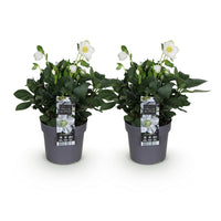 Green boutiQ - Tuinplant - Kerstroos - Helleborus Christmas Carol  - Witte Bloem -2 Planten - Groenblijvend - Pot 14cm Hoogte 30cm