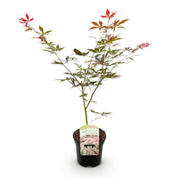 Green boutiQ - Terrasplant - Japanse Esdoorn - Acer palmatum Sumi-nagashi - Rood - 1 Plant - Bladverliezend - Pot 19cm Hoogte 70cm