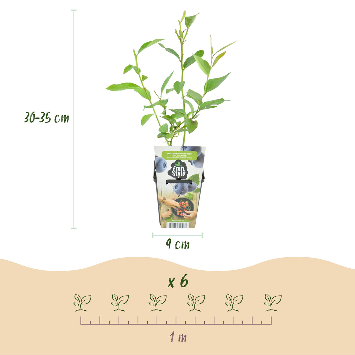 Green boutiQ - Fruitplanten - Blauwe Bes - Vaccinium corymbossum Goldtraube - Winterhard - 3 Planten - Pot 9 cm - Blauwe Bes
