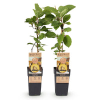 Green boutiQ - Fruitplant - Gele Kiwi - Actinidia deliciosa Golden Kiwi - Gele Vrucht - 2 planten - Pot 15cm Hoogte 50cm
