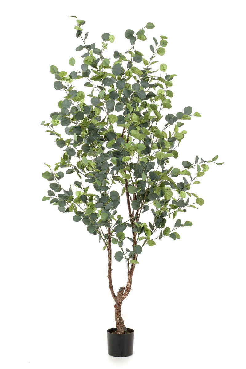 Kunstplant - Eucalyptus - Blauwe Gomboom  - 180 cm