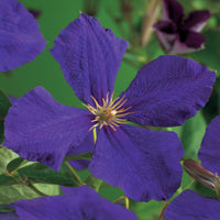 Green boutiQ - Klimplant - Clematis Blue Angel