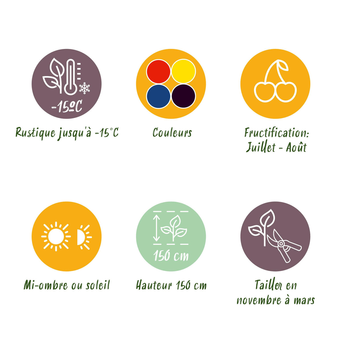 Green boutiQ - Fruit planten mix - Rode Bes, Gele Framboos, Zwarte Braam, Blauwe bes - 4 planten - Pot 11cm Hoogte 40cm