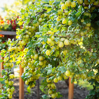 Green boutiQ - Fruitplant - Kruisbes - Ribes uva-crispa Invicta - Groene Bes - 2 planten -  Pot 11cm Hoogte 40cm