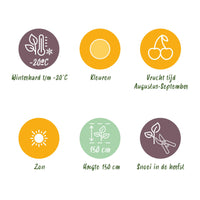 Green boutiQ - Fruitplanten - Framboos - Rubus idaeus Fallgold - Winterhard - 6 Planten - Pot 9 cm - Gele Framboos