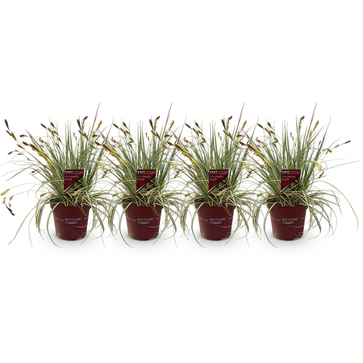 Green boutiQ - Siergrassen - Carex oshimensis Evergold - Geel & Groen - 4 Planten - Bladhoudend - Weinig Onderhoud - Pot 17cm Hoogte 50cm