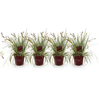 Green boutiQ - Siergrassen - Carex oshimensis Evergold - Geel & Groen - 4 Planten - Bladhoudend - Weinig Onderhoud - Pot 17cm Hoogte 50cm