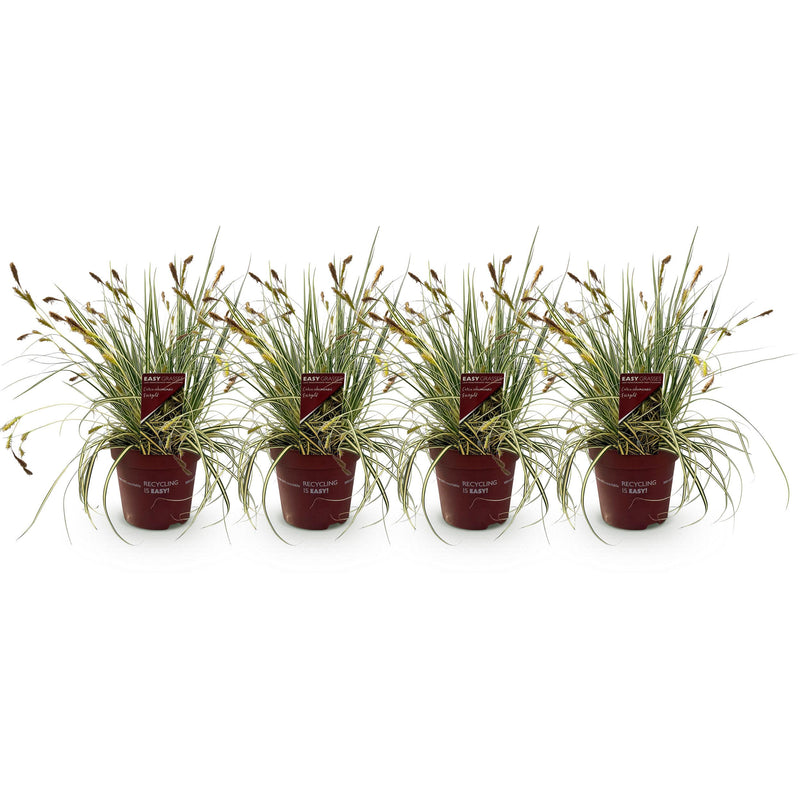 Green boutiQ - Siergrassen - Carex oshimensis Evergold - Geel & Groen - 4 Planten - Bladhoudend - Weinig Onderhoud - Pot 17cm Hoogte 50cm