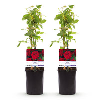 Green boutiQ - Klimroos - Rosa Red Climber - Bloem Rood - Weinig onderhoud - 2 planten - Pot 11cm Hoogte 40cm