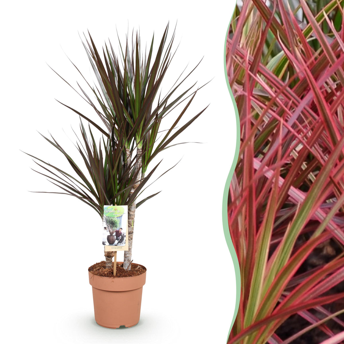 Green BoutiQ - Green is... Kamerplanten - Dracaena Magenta - Drakenbloedboom - Weinig onderhoud - Groen - 1 Plant - Pot 17cm - Hoogte 70-80cm