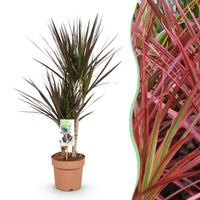 Green BoutiQ - Green is... Kamerplanten - Dracaena Magenta - Drakenbloedboom - Weinig onderhoud - Groen - 1 Plant - Pot 17cm - Hoogte 70-80cm