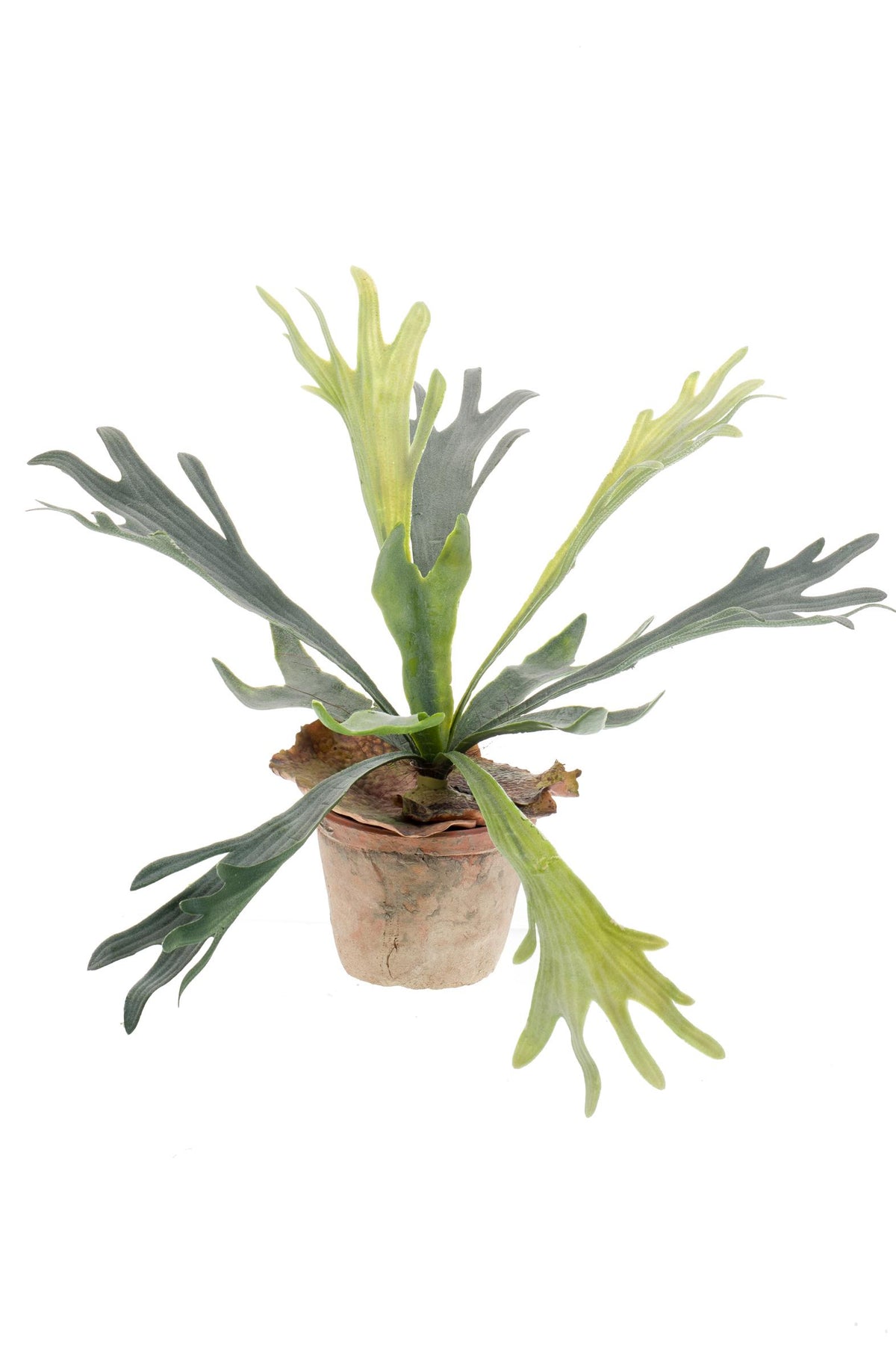 Staghorn Farn - Geweihfarn - 33 cm - kunstpflanze