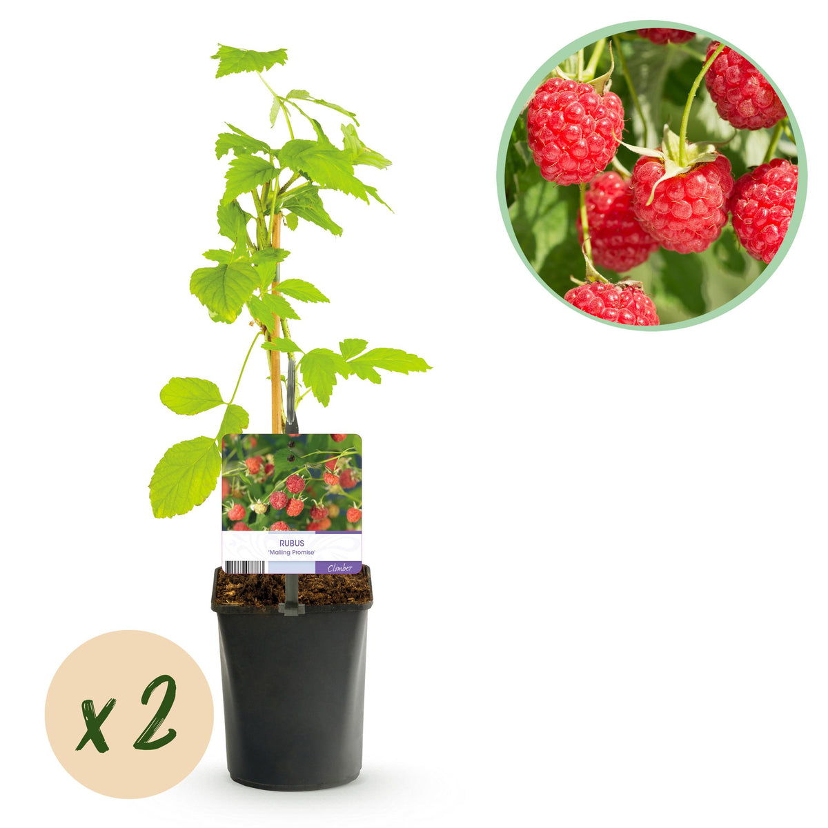 Green boutiQ - Fruitplant - Framboos - Rubus Mailing Promise  - Rode Framboos - 2 planten -  Pot 11cm Hoogte 40cm